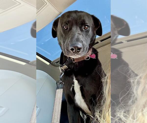 Medium Photo #9 Labrador Retriever-Unknown Mix Puppy For Sale in Clovis, CA, USA
