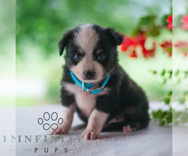 Medium Photo #3 Miniature Australian Shepherd Puppy For Sale in REBERSBURG, PA, USA