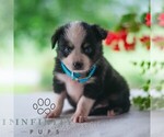 Small #2 Miniature Australian Shepherd