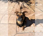 Small #21 Rottweiler Mix