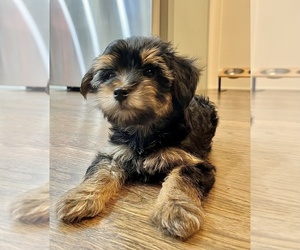 Yorkshire Terrier Puppy for Sale in LA GRANGE, Illinois USA