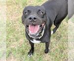 Small American Pit Bull Terrier
