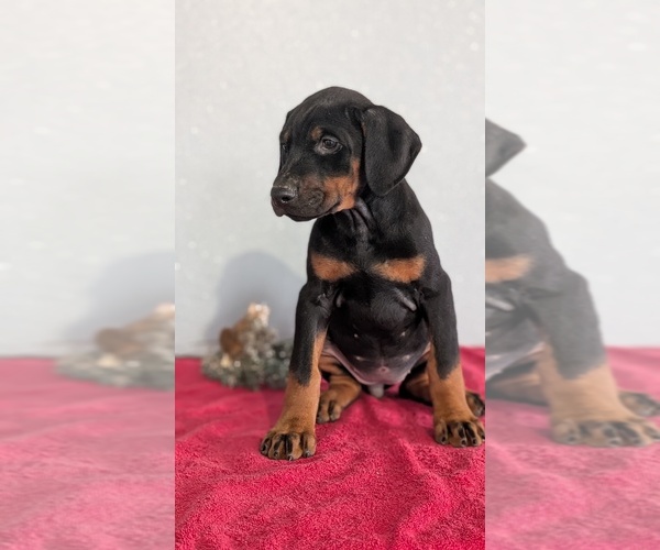 Medium Photo #74 Doberman Pinscher Puppy For Sale in GOSHEN, IN, USA