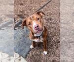 Small #1 Mutt