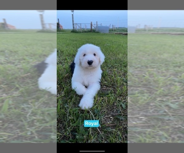 Medium Photo #1 Old English Sheepdog Puppy For Sale in HAYFIELD, MN, USA