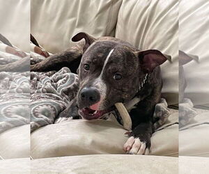 Alvin - Male Mutt Dog for Adoption - Photo #4