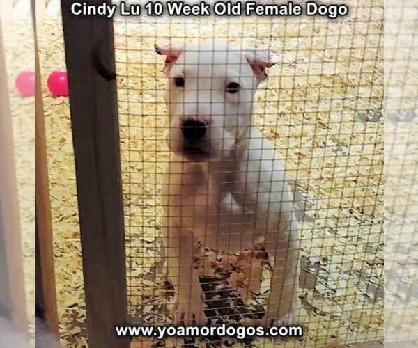 Medium Photo #91 Dogo Argentino Puppy For Sale in PINEVILLE, MO, USA
