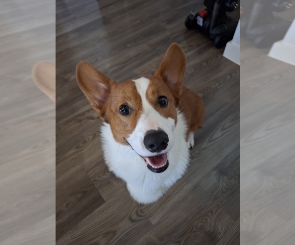 Medium Photo #1 Pembroke Welsh Corgi Puppy For Sale in MONTGOMERY, TX, USA