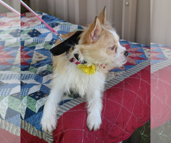 Medium Photo #3 Mutt Puppy For Sale in Bandera, TX, USA