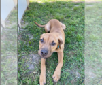 Small #4 Mutt