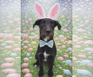 Labradoodle Dogs for adoption in pomfret, CT, USA