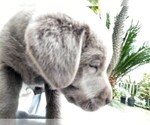 Small Photo #4 Labrador Retriever Puppy For Sale in SANTA MONICA, CA, USA