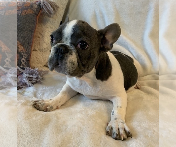 Medium Photo #4 French Bulldog Puppy For Sale in JOHNS ISLAND, SC, USA