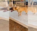 Small Photo #2 Belgian Malinois Puppy For Sale in SIERRA VISTA, AZ, USA