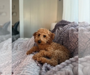 Father of the Maltipoo puppies born on 07/31/2025
