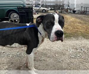 American Staffordshire Terrier-Unknown Mix Dogs for adoption in Grand Prairie, TX, USA