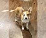 Small #1 Australian Shepherd Mix