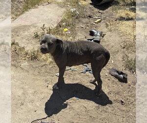 Mutt Dogs for adoption in Stockton, CA, USA