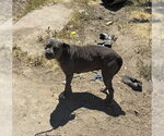 Small Mutt