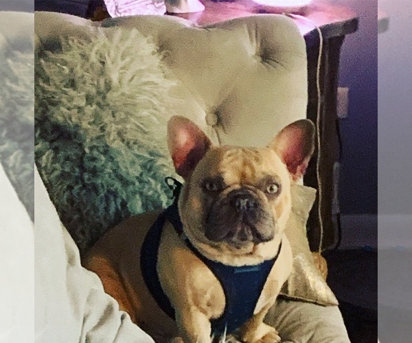 Medium Photo #1 French Bulldog Puppy For Sale in GLENDALE HEIGHTS, IL, USA
