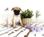 Small #5 Pug