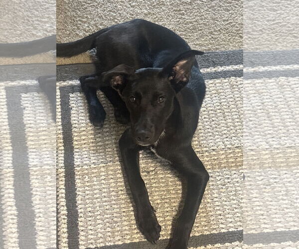 Medium Photo #3 Labrador Retriever-Unknown Mix Puppy For Sale in Woodland, CA, USA