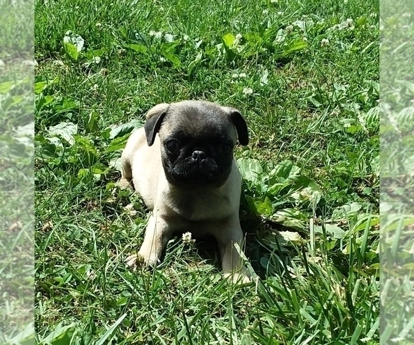 Medium Photo #1 Pug Puppy For Sale in ROCKY MOUNT, VA, USA