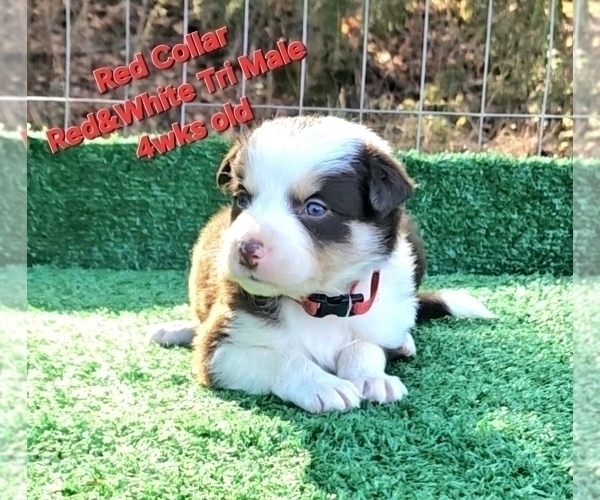 Medium Photo #15 Border Collie Puppy For Sale in BYBEE, TN, USA