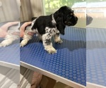 Small Photo #4 Cocker Spaniel Puppy For Sale in HOGANSVILLE, GA, USA