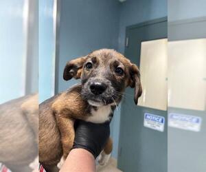 Boxer Dogs for adoption in Newton, NC, USA