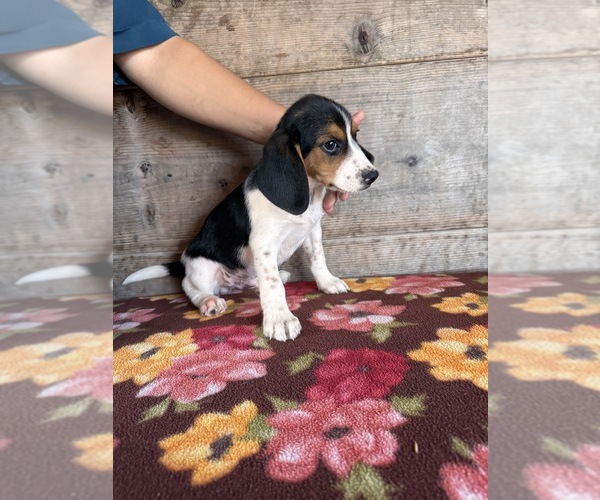 Medium Photo #6 Beagle Puppy For Sale in VERMONTVILLE, MI, USA