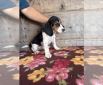 Small #5 Beagle