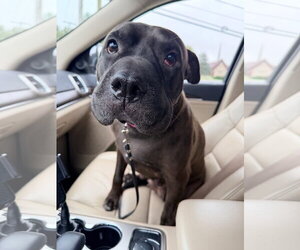 Coffee Bean - Female Mutt Dog for Adoption