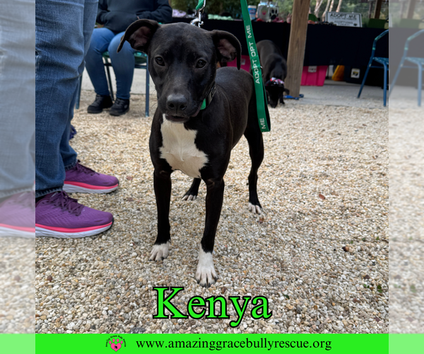 Medium Photo #7 Labrador Retriever-Unknown Mix Puppy For Sale in Pensacola, FL, USA