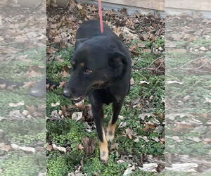 Max - Male Mutt Dog for Adoption - Photo #2