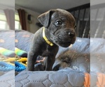 Small #1 Cane Corso
