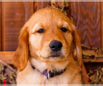 Small Photo #32 Golden Retriever Puppy For Sale in WAKARUSA, IN, USA