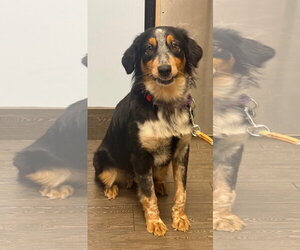 Australian Shepherd-Unknown Mix Dogs for adoption in Valrico, FL, USA