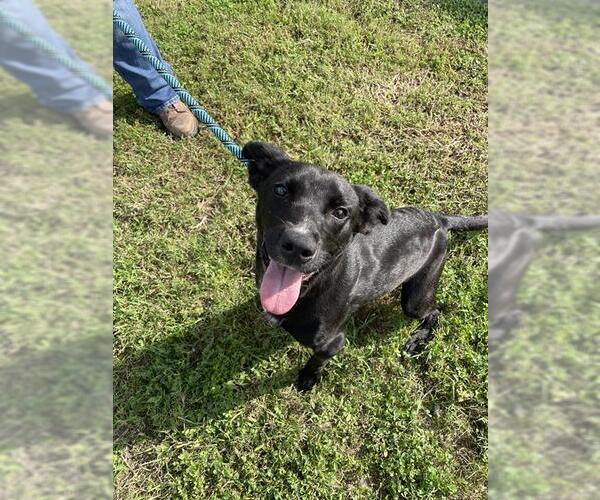 Medium Photo #2 Labrador Retriever-Unknown Mix Puppy For Sale in Corpus Christi, TX, USA