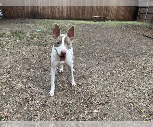 Medium Photo #2 Mutt Puppy For Sale in Plano, TX, USA