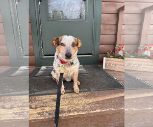 Basset Hound-Unknown Mix Dogs for adoption in Garden City, NY, USA