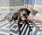 Small Photo #3 Mutt Puppy For Sale in San Diego, CA, USA