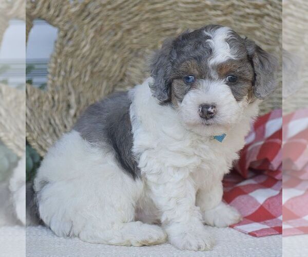 Medium Photo #1 Poodle (Miniature) Puppy For Sale in PEACH BOTTOM, PA, USA