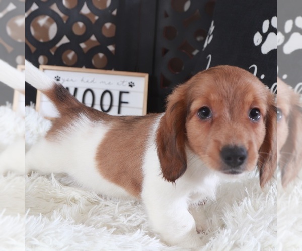 Medium Photo #2 Dachshund Puppy For Sale in MOUNT VERNON, OH, USA
