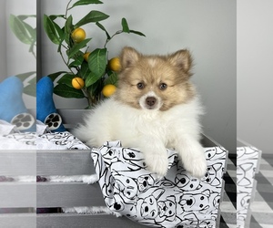 Pomeranian Puppy for Sale in FRANKLIN, Indiana USA