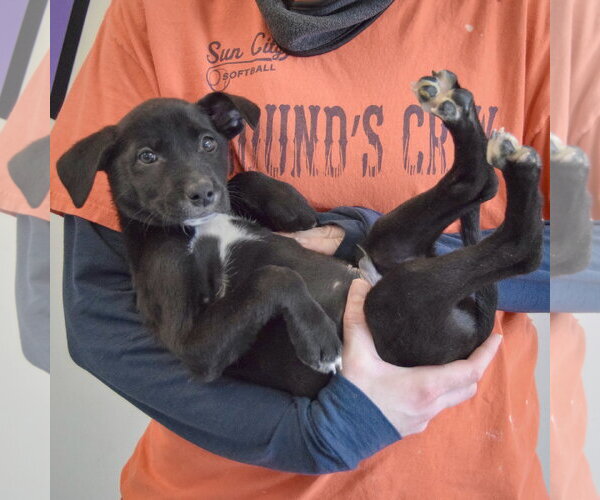 Medium Photo #5 Border Collie-Unknown Mix Puppy For Sale in Huntley, IL, USA