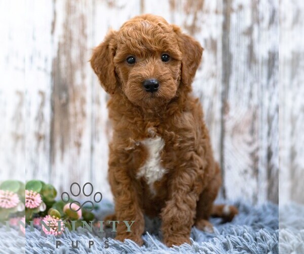 Medium Photo #1 Goldendoodle (Miniature) Puppy For Sale in SUNBURY, PA, USA