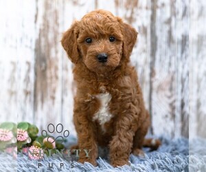 Goldendoodle (Miniature) Puppy for sale in SUNBURY, PA, USA