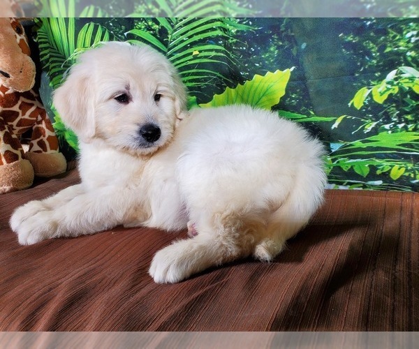 Medium Photo #4 Goldendoodle-Poodle (Standard) Mix Puppy For Sale in PEYTON, CO, USA