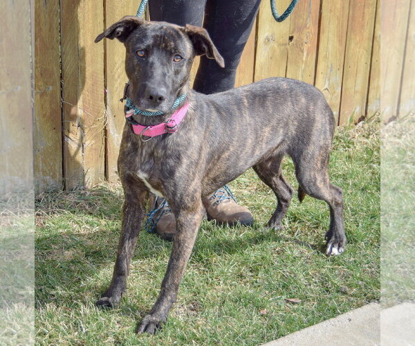 Medium Photo #3 Holland Shepherd-Unknown Mix Puppy For Sale in Huntley, IL, USA